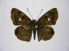 Sarangesa maculata