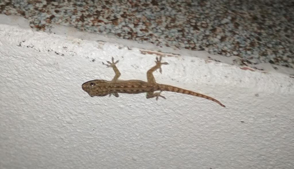 Asian House Gecko from Vientiane, Laos on July 9, 2019 at 08:43 PM by ...