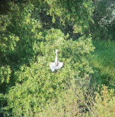 Ardea cinerea