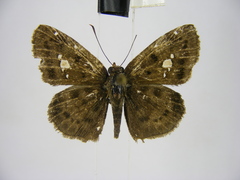 Sarangesa maculata