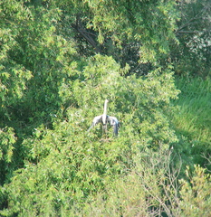 Ardea cinerea