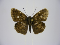 Sarangesa maculata