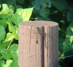 Orthetrum albistylum
