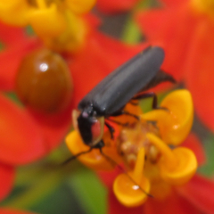 Lucidota atra