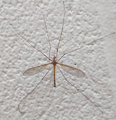 Tipula jacobus