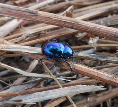 Chrysochus chinensis