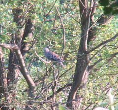 Streptopelia orientalis