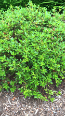 Rhododendron penthanthera