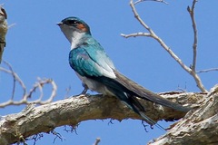 Hemiprocne longipennis