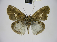 Sarangesa maculata