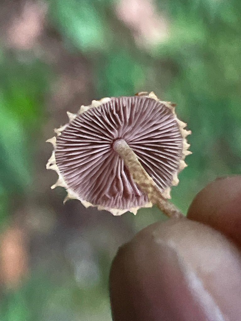 Xanthagaricus epipastus