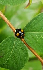 Harmonia axyridis