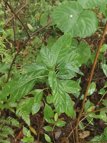 Mayflower Glorybower