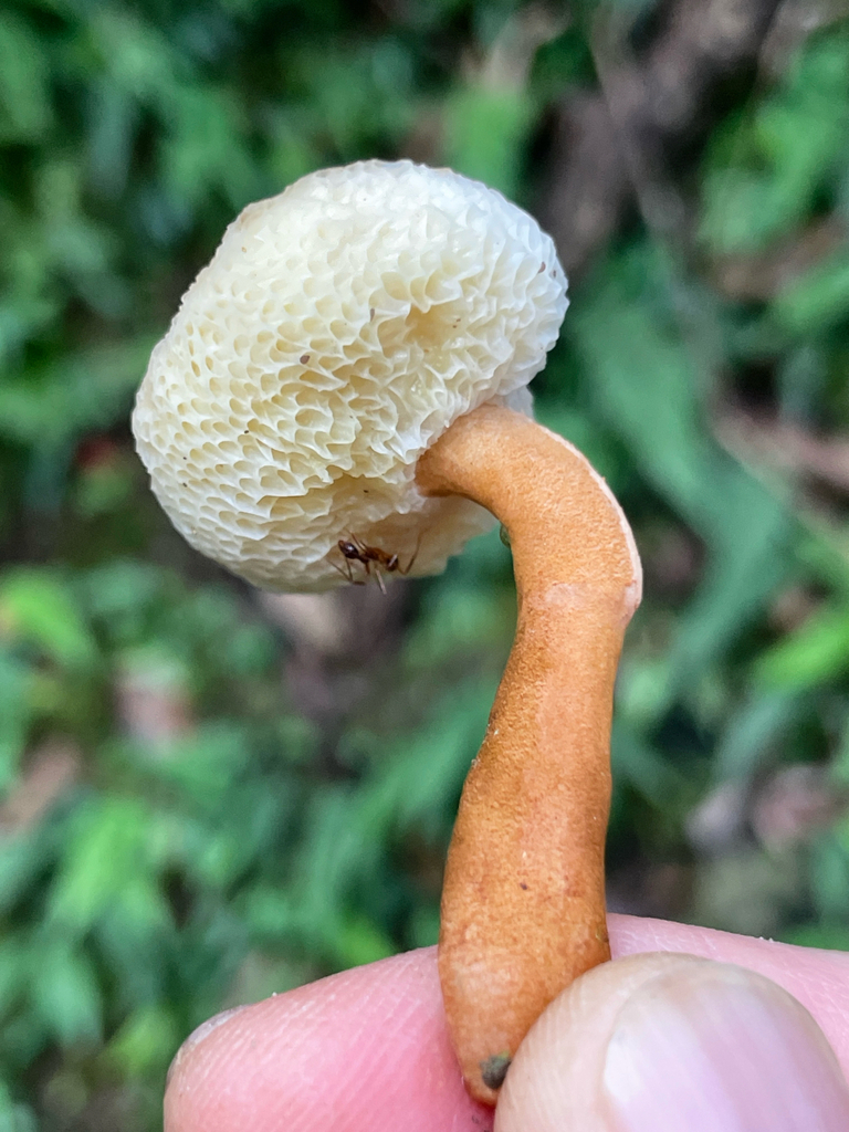 Gyroporus sp. 'TW01'