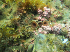 Myxicola