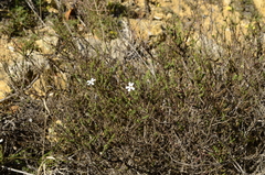 Jamesbrittenia calciphila