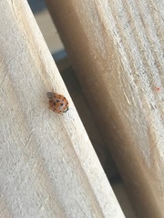 Harmonia axyridis