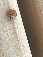 Harmonia axyridis