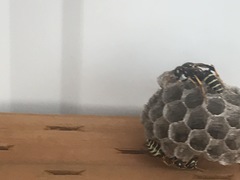 Polistes dominula