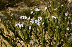 Adenandra obtusata