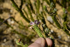 Adenandra obtusata