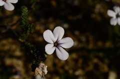 Adenandra obtusata