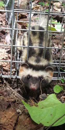 Spilogale pygmaea