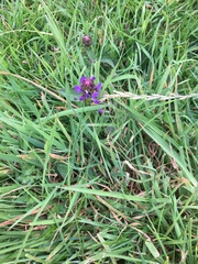Prunella vulgaris