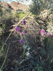 Dalea ornata