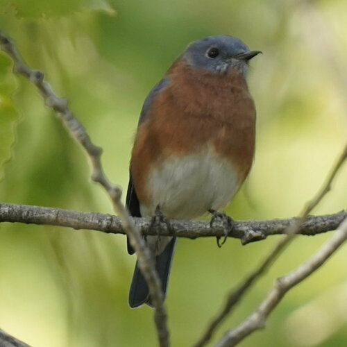 Eastern Bluebird photographed in New Mexico
