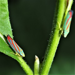 Graphocephala