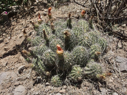 Image of Echinocereus stoloniferus by (c) Sue Carnahan, some rights reserved (CC BY)