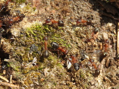 Formica sanguinea