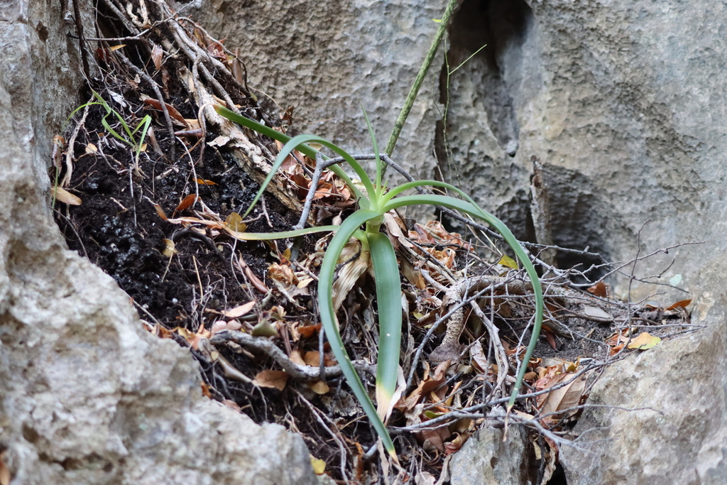 Aloe bosseri (Bosser's Aloe)