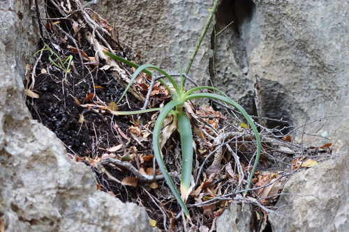 Aloe bosseri
