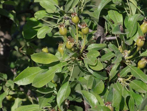 Pyrus elaeagrifolia, photograph 5