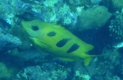 Siganus trispilos