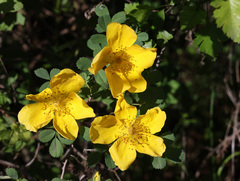 Rosa hemisphaerica