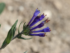 Moltkia coerulea, photograph (c) Joey Bom, some rights reserved (CC BY)