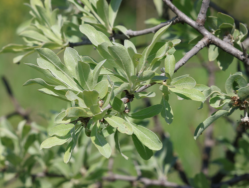 Pyrus elaeagrifolia, photograph 4