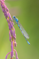 Enallagma annexum