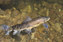 Catostomus macrocheilus