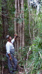 Philodendron pedatum