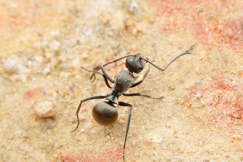 Polyrhachis latona