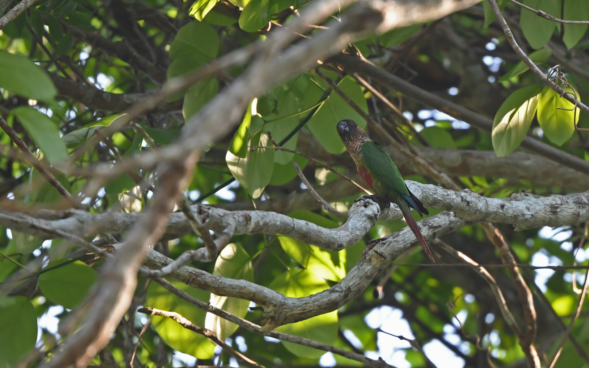 Santarem Parakeet (Pyrrhura amazonum), photo 3