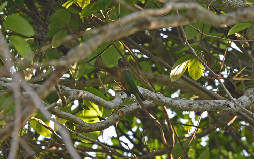 Santarem Parakeet (Pyrrhura amazonum), photo 9