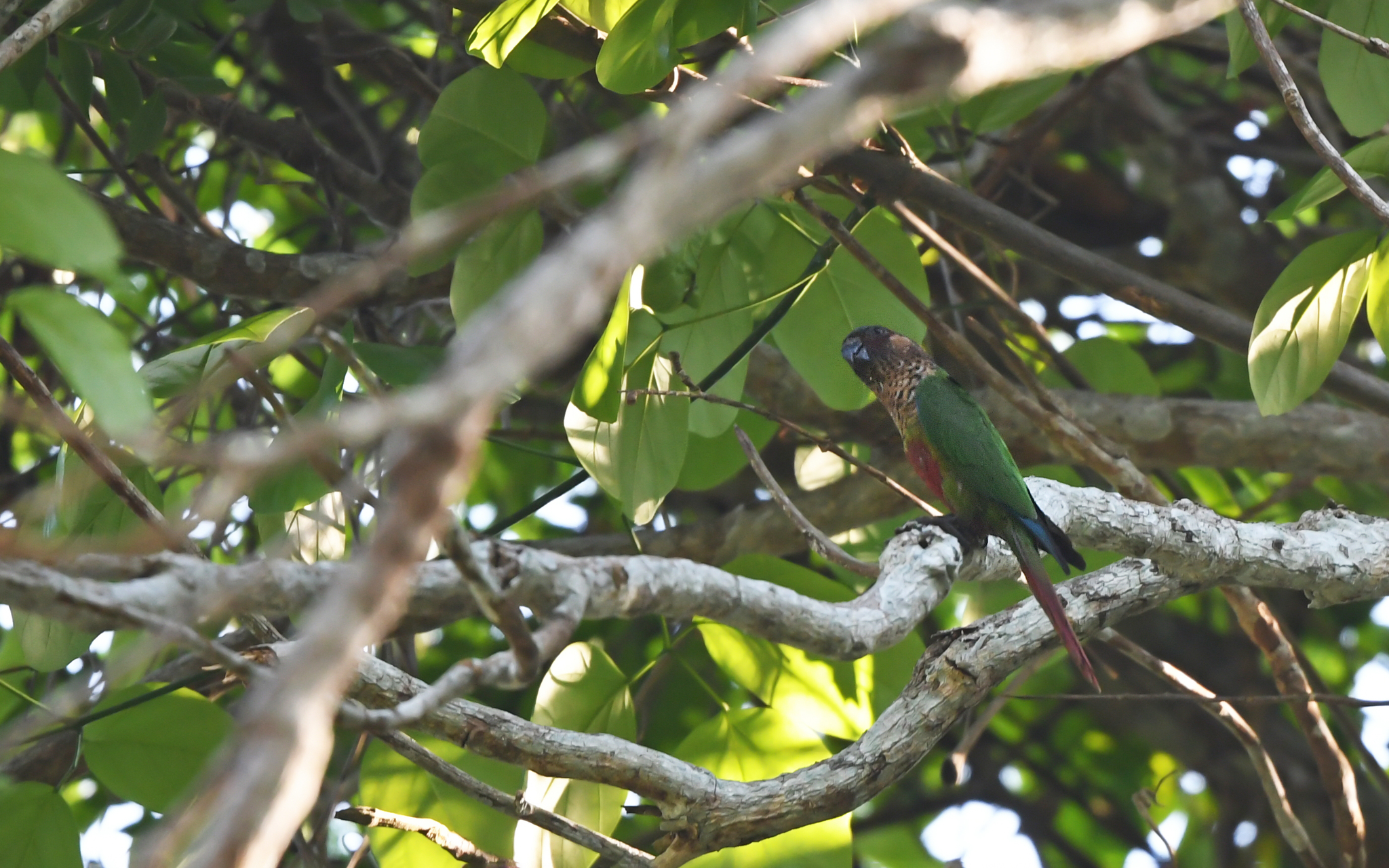 Santarem Parakeet (Pyrrhura amazonum), photo 2