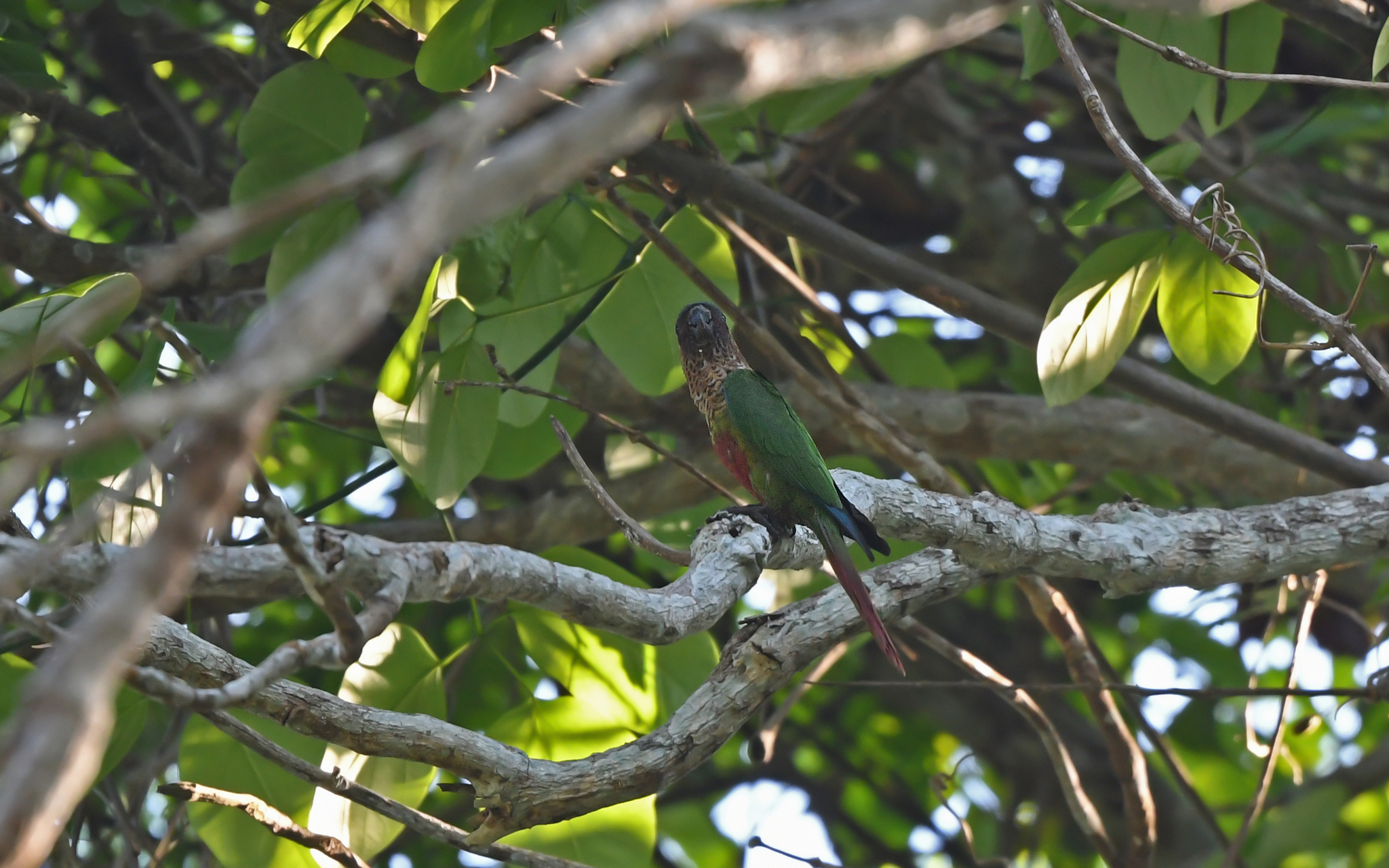 Santarem Parakeet (Pyrrhura amazonum), photo 4