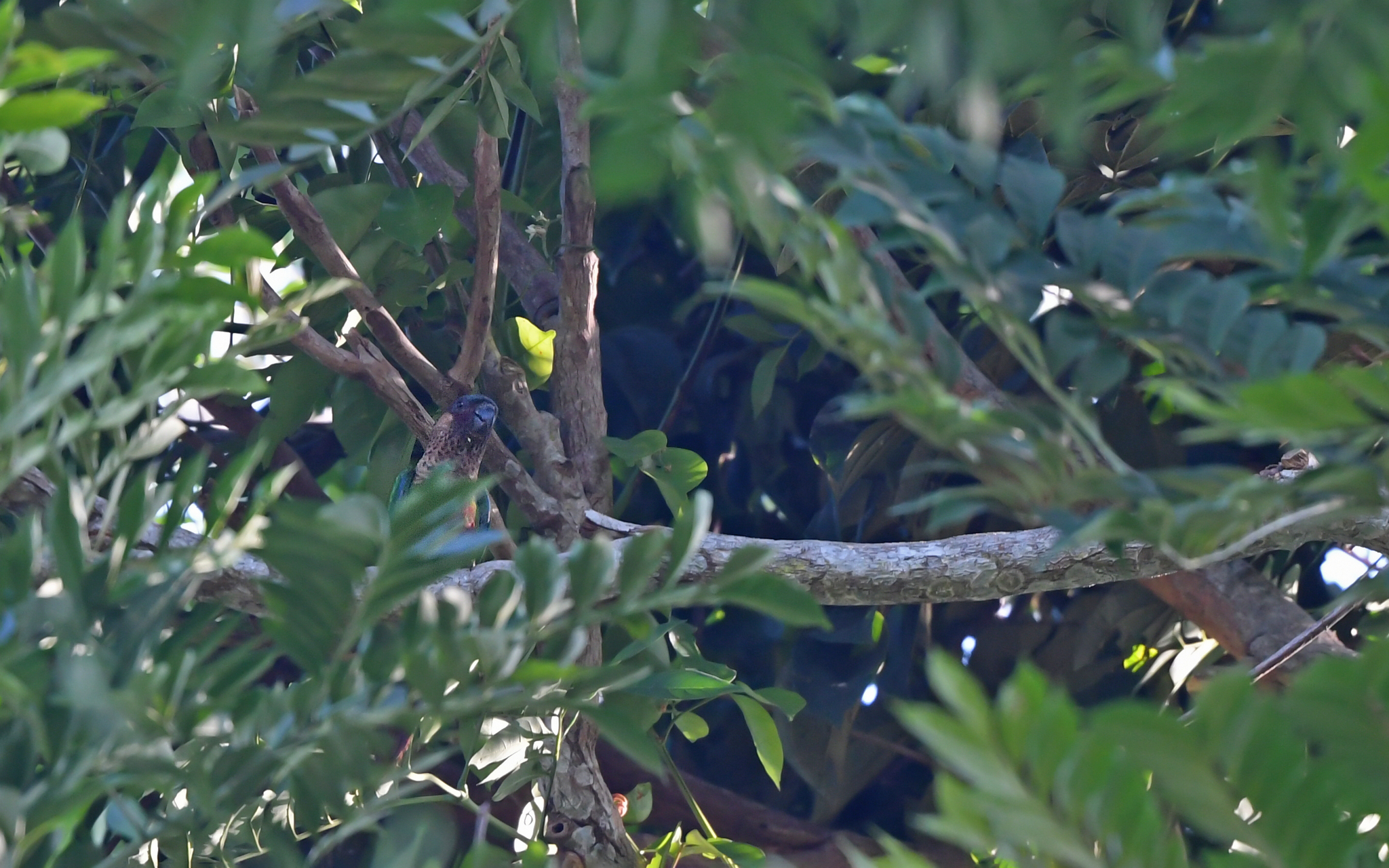 Santarem Parakeet (Pyrrhura amazonum), photo 5