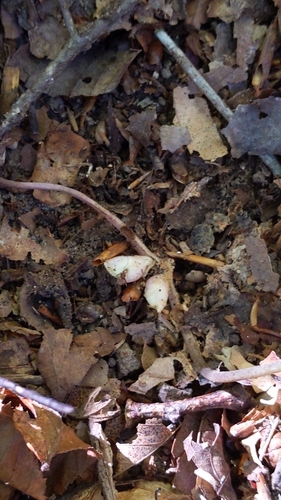 Image of Little Heartleaf (Asarum minus) by no rights reserved